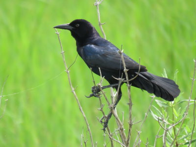 Boat-tailed Grackle (adult male)