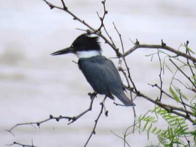 Belted Kingfisher