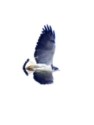 White-tailed Hawk