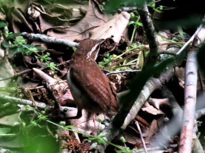 Carolina Wren