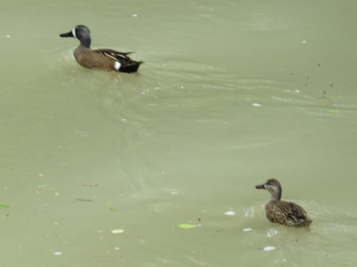 Blue-winged Teal pair (adult female and male)