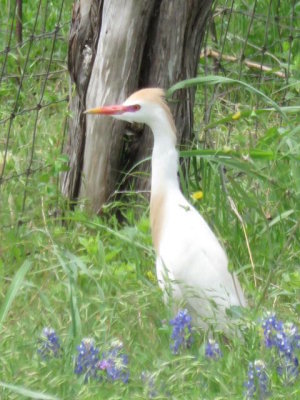 Cattle Egret (full alternate plumage)