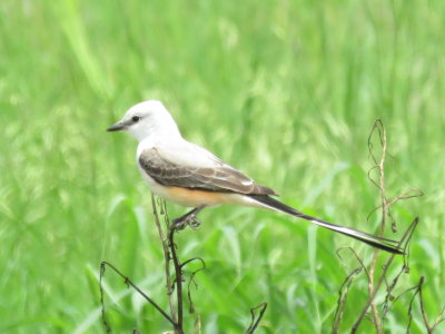 Scissor-tailed Flycatcher