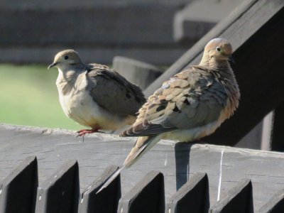 Mourning Dove pair (adult female and male)