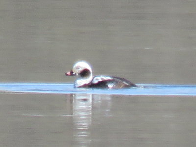 Long-tailed Duck (winter adult male)