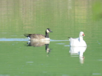 Richardson's Cackling Goose and Snow Goose