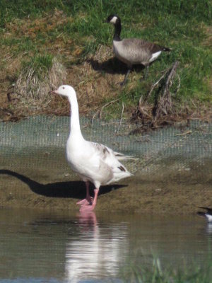 hybrid goose