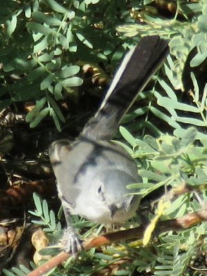 Black-tailed Gnatcatcher (adult female)