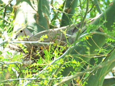 Eurasian Collared-Dove on nest