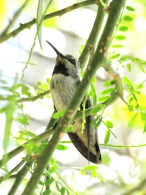 Anna's Hummingbird (immature male?)