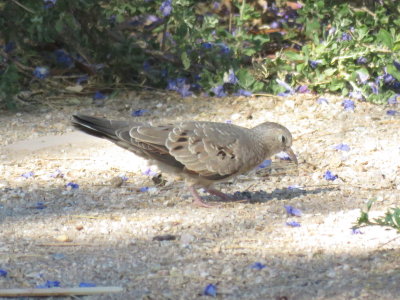 Common Ground-Dove (juv)