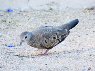 Common Ground-Dove (juv)