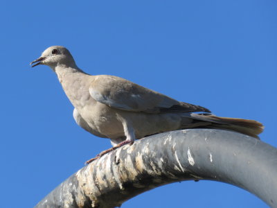 Eurasian Collared-Dove (immature)