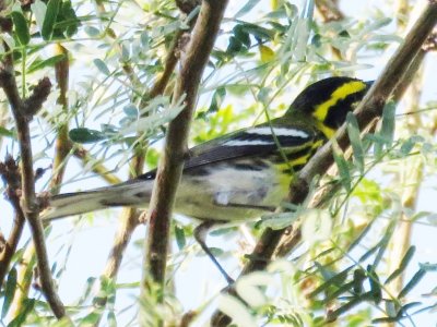 Townsend's Warbler (adult male)