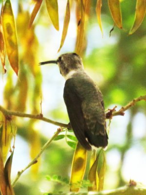 Black-chinned Hummingbird (female)