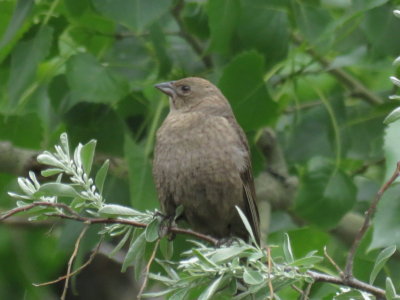 Brown-headed Cowbird (adult female)