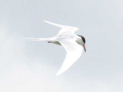 Forster's Tern (alternate plumage)