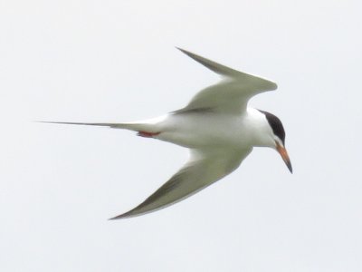 Forster's Tern (alternate plumage)
