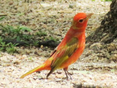 Summer Tanager (sub-adult male in pre-alternate molt)