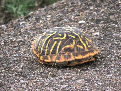 Ornate Box-Turtle
