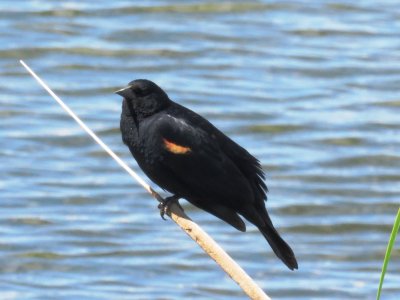 Red-winged Blackbird (adult male)