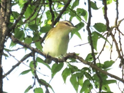 Red-eyed Vireo