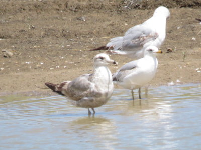 Gulls at Larimer Landfill, 16 May 2015