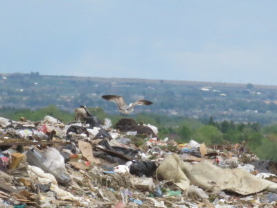 2nd cycle gull (California?)