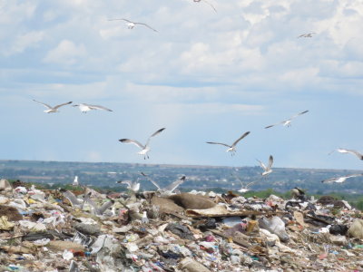 Gulls