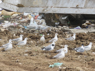 Franklin's Gull with Ring-billed Gulls