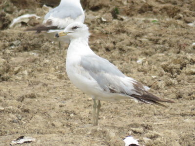 Ring-billed Gull 1st cycle