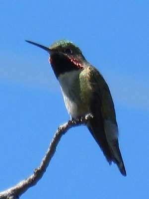 Broad-tailed Hummingbird (adult male)