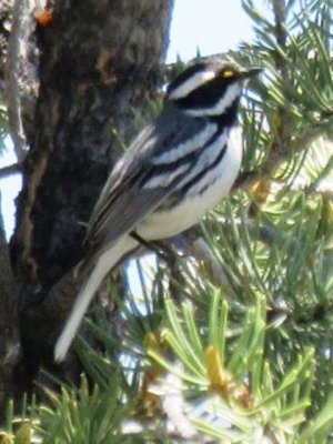 Black-throated Gray Warbler (male)