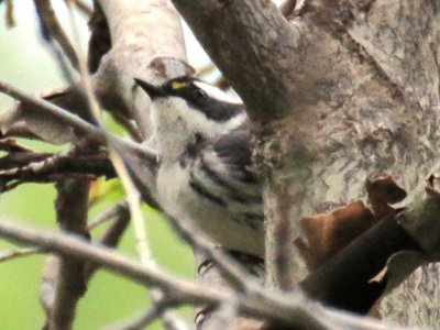 Black-throated Gray Warbler female