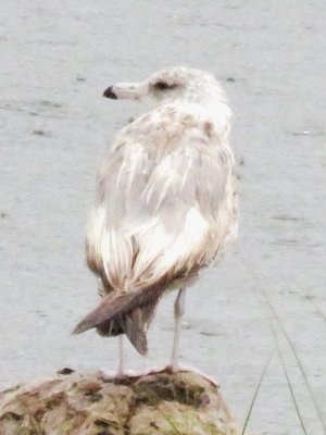 California Gull (second year)