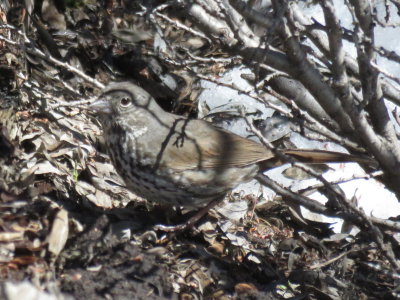 Fox Sparrow (Slate-colored)