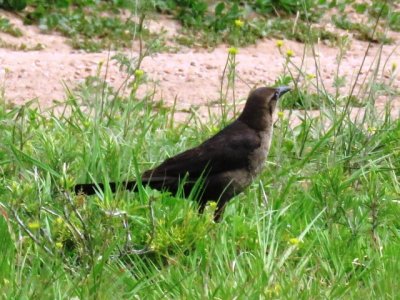 Great-tailed Grackle (adult female)