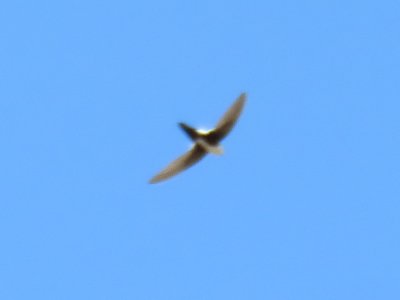 White-throated Swift