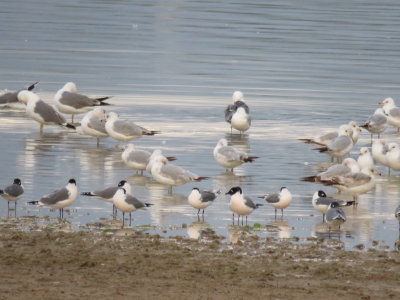 Mixed flock of gulls at Boyd Lake Swim Beach