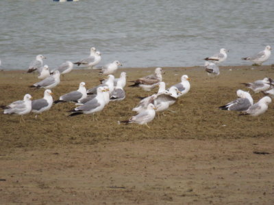Lingering California and Ring-billed Gulls at Boyd Lake Swim Beach