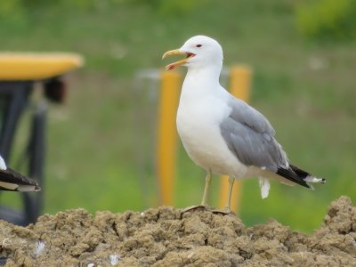 gulls 06132015 Larimer landfill CO NK 04.JPG