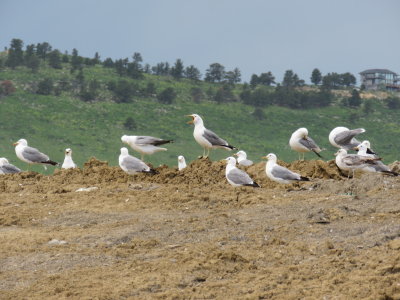 Gulls at Larimer Landfill, 13 June 2015