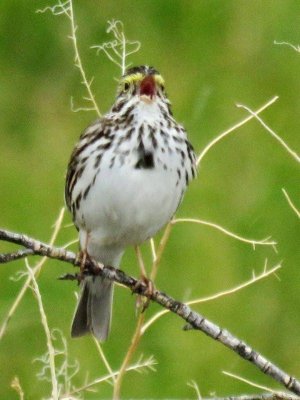 Savannah Sparrow