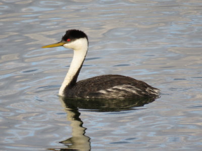 Western Grebe