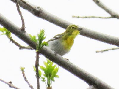 Yellow-throated Vireo