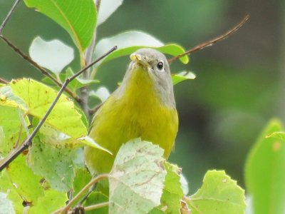 Nashville Warbler