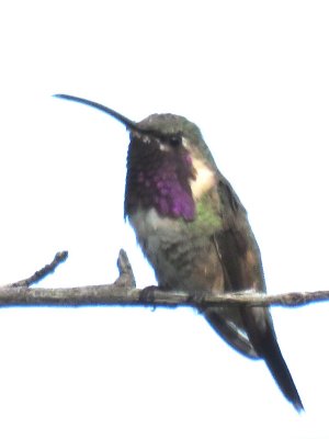 Lucifer Hummingbird (adult male)