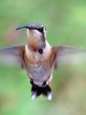 Lucifer Hummingbird (juvenile male)