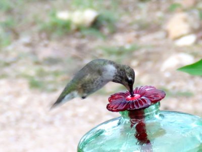 Calliope Hummingbird (juvenile male)