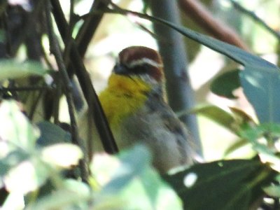 Rufous-capped Warbler